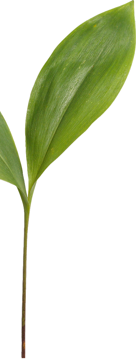 big-leaf